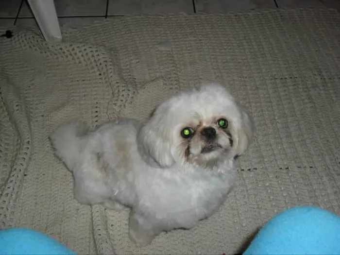 Cachorro ra a Shitzu idade 5 anos nome DIMI