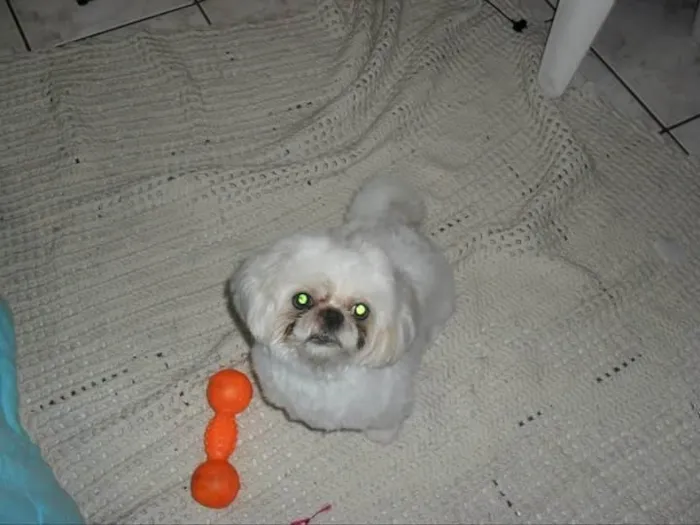 Cachorro ra a Shitzu idade 5 anos nome DIMI