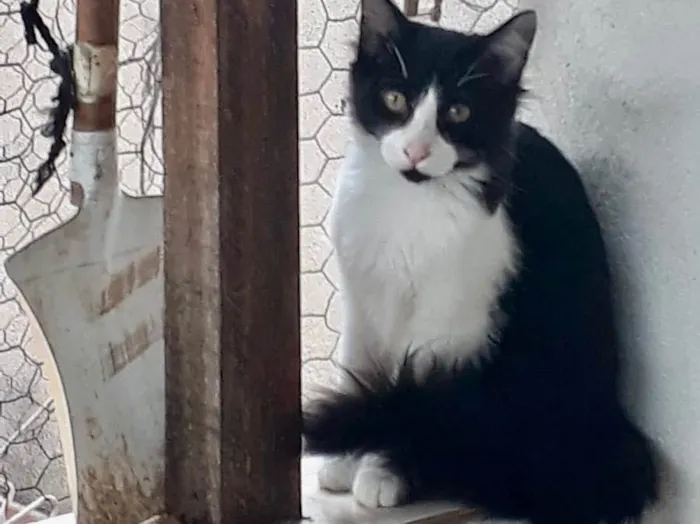 Gato raça Srd idade 2 a 6 meses nome Jade bb6meses Linda 