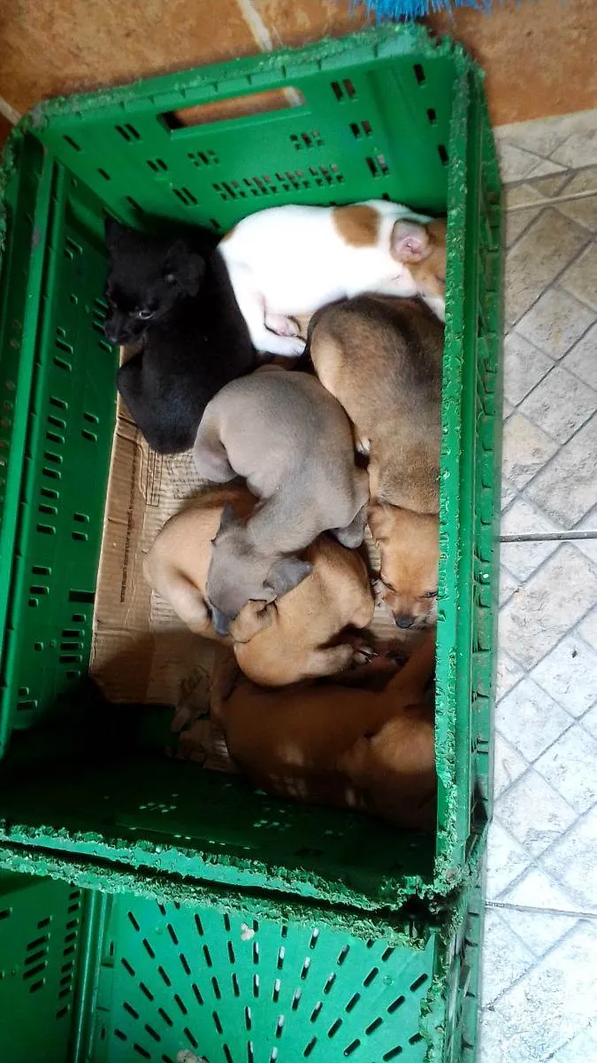 Cachorro ra a Vira lata idade Abaixo de 2 meses nome Luna 