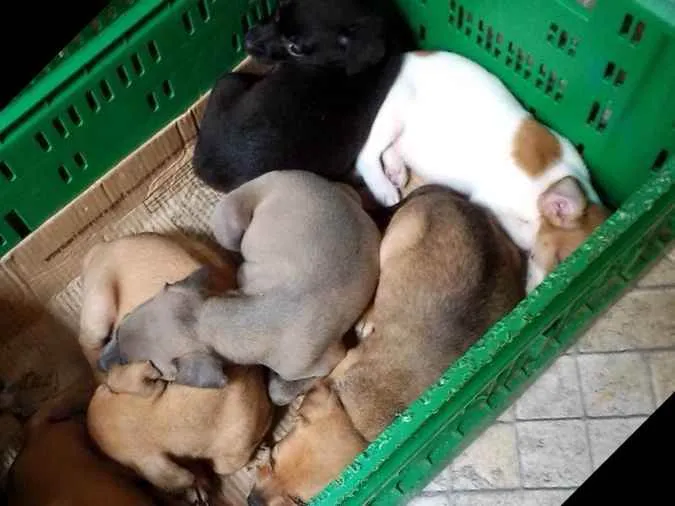 Cachorro ra a Vira lata idade Abaixo de 2 meses nome Luna 