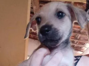 Cachorro raça Srd idade 2 a 6 meses nome Sem nome