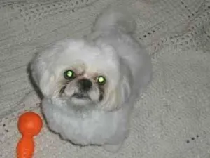 Cachorro raça Shitzu idade 5 anos nome DIMI