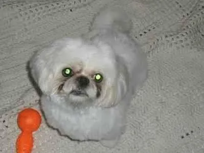 Cachorro ra a Shitzu idade 5 anos nome DIMI