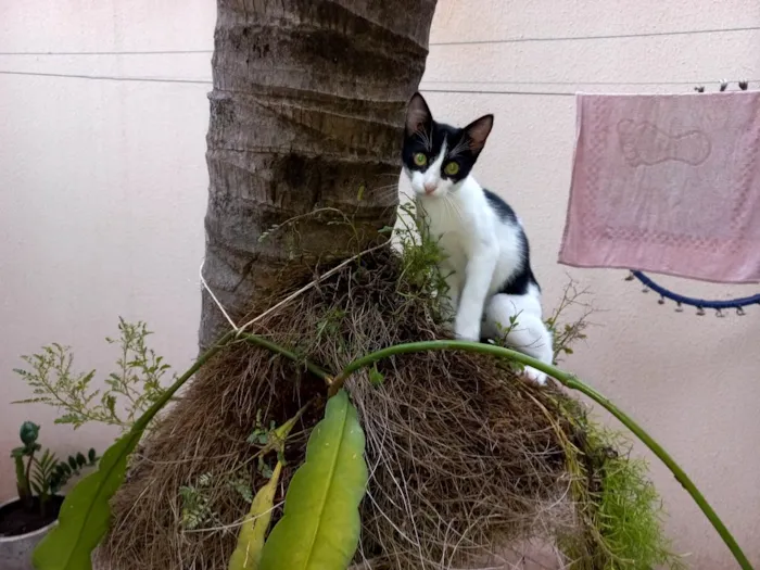 Gato ra a Sem raça definida idade 1 ano nome Lui