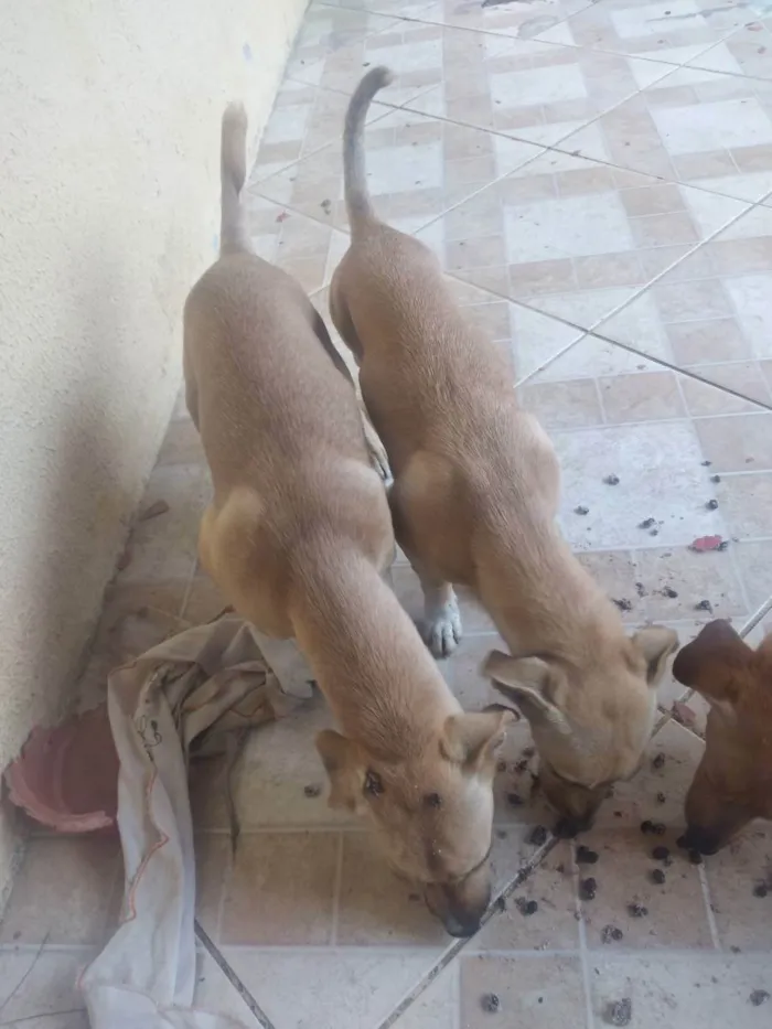 Cachorro ra a Bace idade 2 a 6 meses nome Tufos e belinha