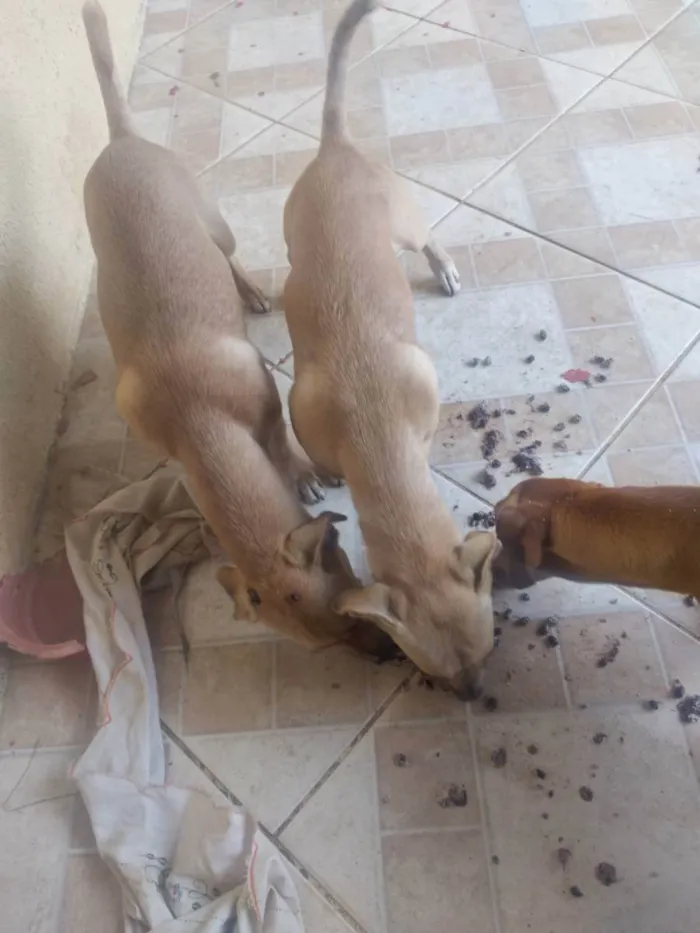 Cachorro ra a Bace idade 2 a 6 meses nome Tufos e belinha