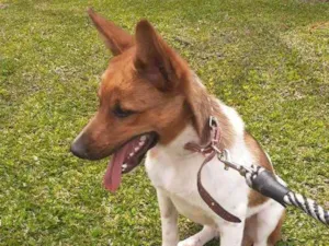 Cachorro raça Indefinida idade 2 a 6 meses nome Lucky