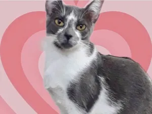 Gato raça Srd idade 2 a 6 meses nome Pink bb6meses Linda 