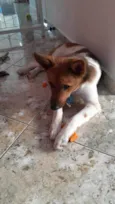 Cachorro raça Indefinida idade 2 a 6 meses nome Lucky