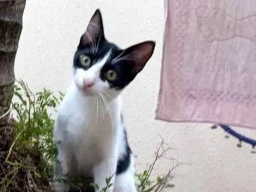 Gato ra a Sem raça definida idade 1 ano nome Lui