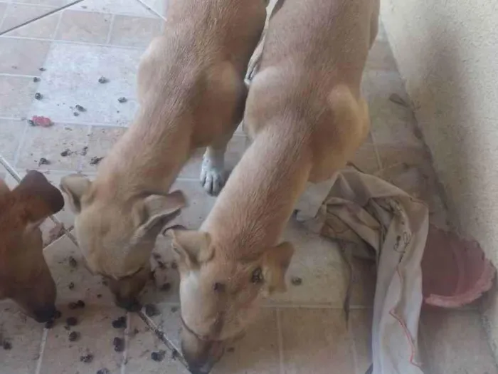 Cachorro ra a Bace idade 2 a 6 meses nome Tufos e belinha