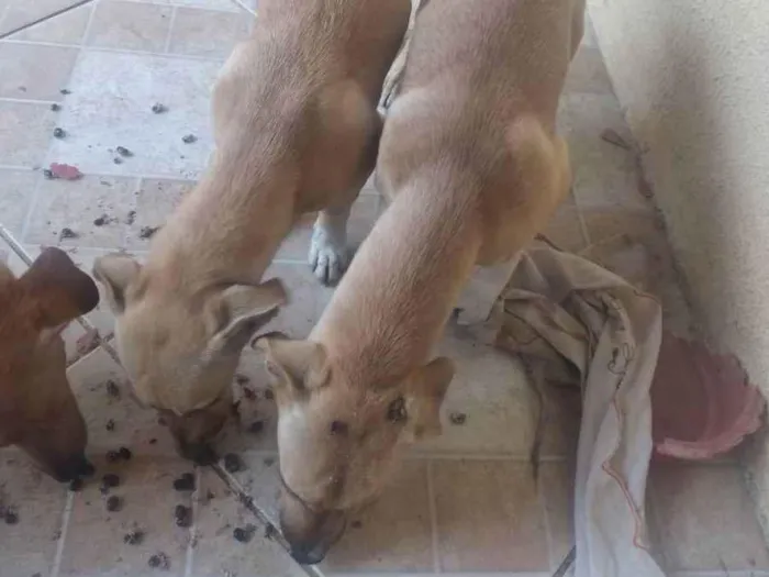 Cachorro ra a Bace idade 2 a 6 meses nome Tufos e belinha