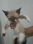 Indefinido 