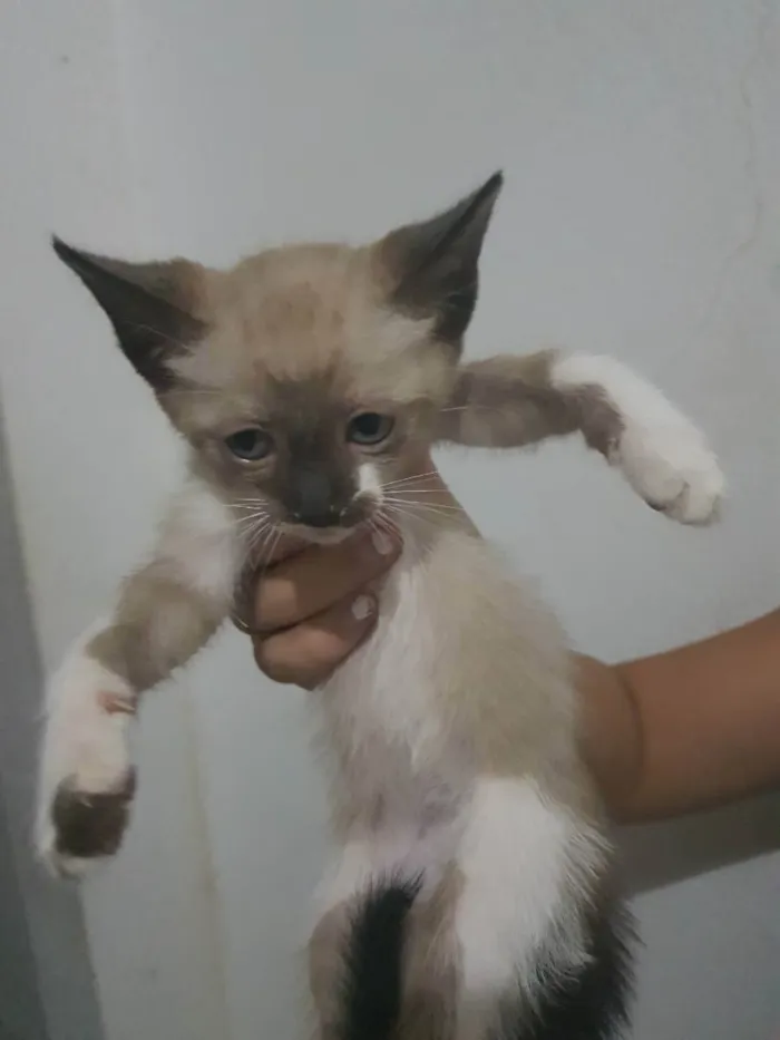 Gato ra a SRD idade  nome Indefinido 