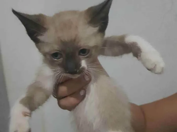 Gato ra a SRD idade  nome Indefinido 