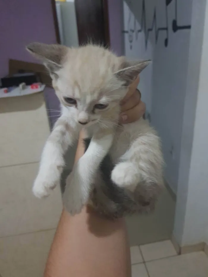 Gato ra a SRD idade  nome Indefinido 