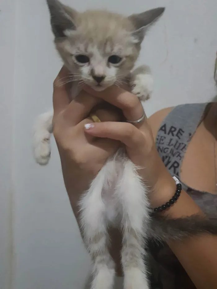 Gato ra a SRD idade  nome Indefinido 