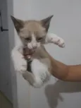 Indefinido 