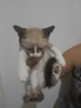 Indefinido 