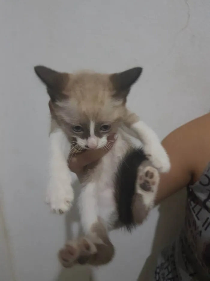 Gato ra a SRD idade  nome Indefinido 