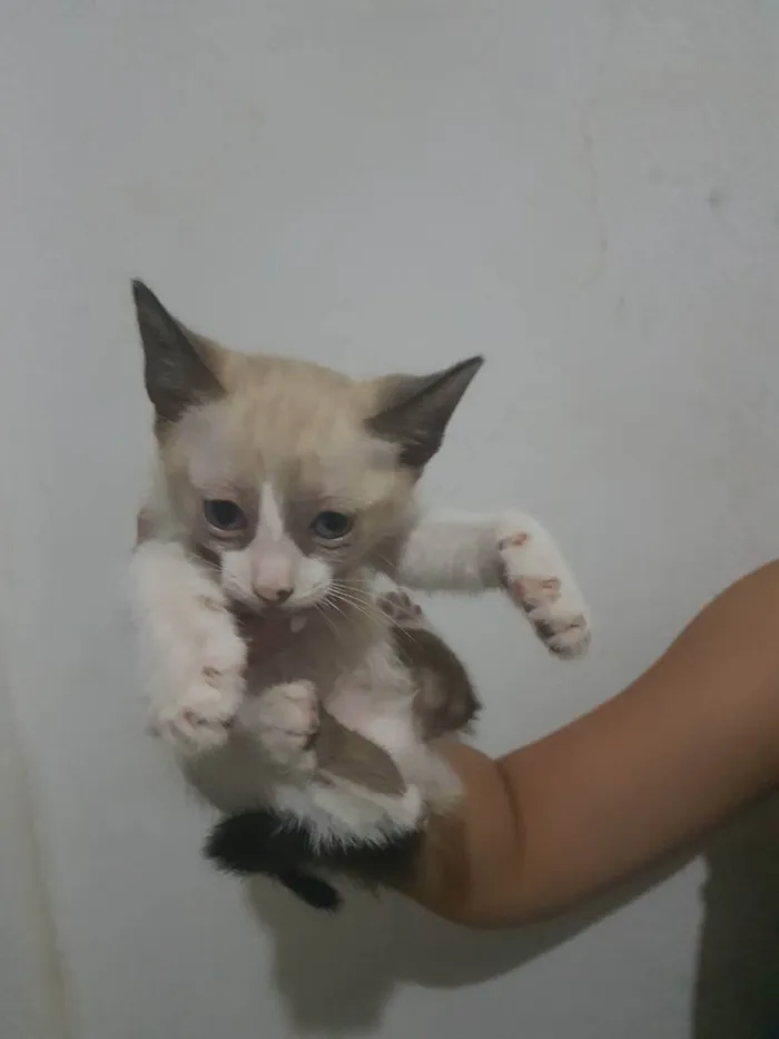 Gato ra a SRD idade  nome Indefinido 