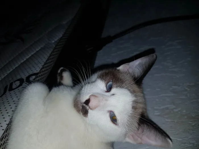 Gato ra a SRD idade  nome Indefinido 