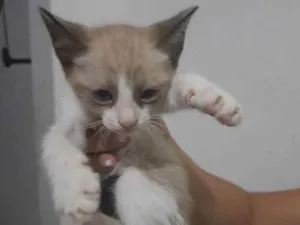 Gato raça SRD idade  nome Indefinido 