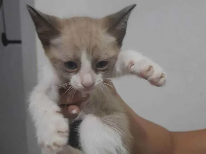 Gato ra a SRD idade  nome Indefinido 