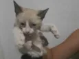 Indefinido 