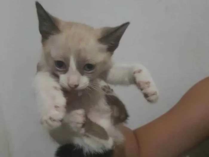 Gato ra a SRD idade  nome Indefinido 