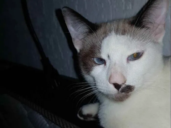 Gato ra a SRD idade  nome Indefinido 