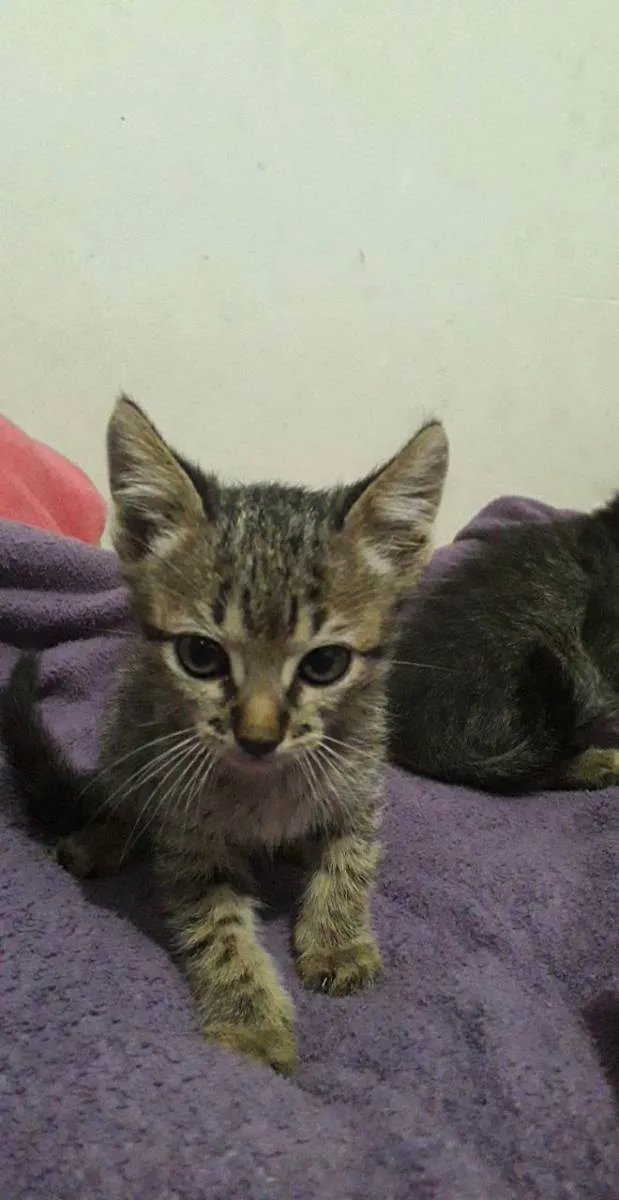 Gato ra a Não tem  idade Abaixo de 2 meses nome 2