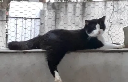 Gato raça Srd idade 1 ano nome Bolachão lindo 