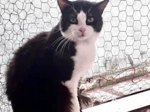 Gato raça Srd idade 1 ano nome Bolachão lindo 