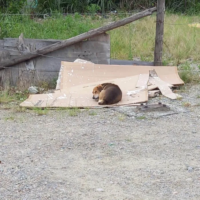 Cachorro ra a  idade 3 anos nome Guri 