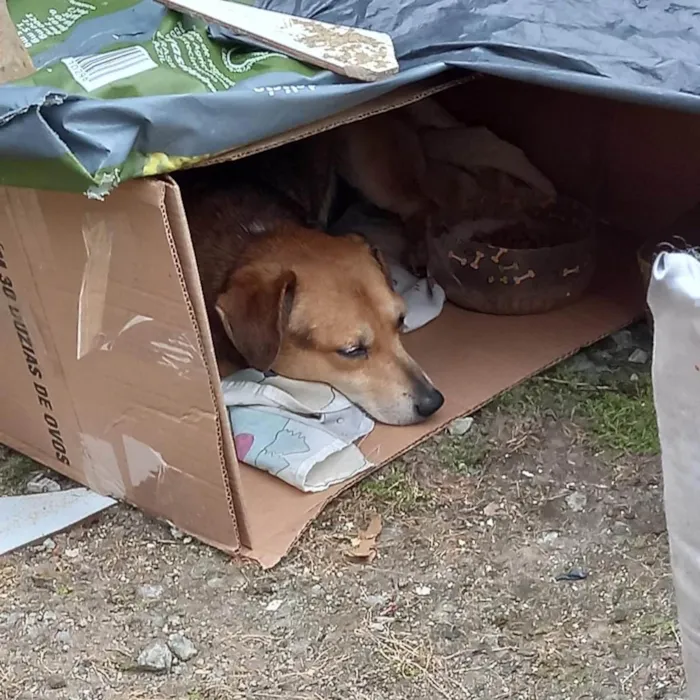 Cachorro ra a  idade 3 anos nome Guri 