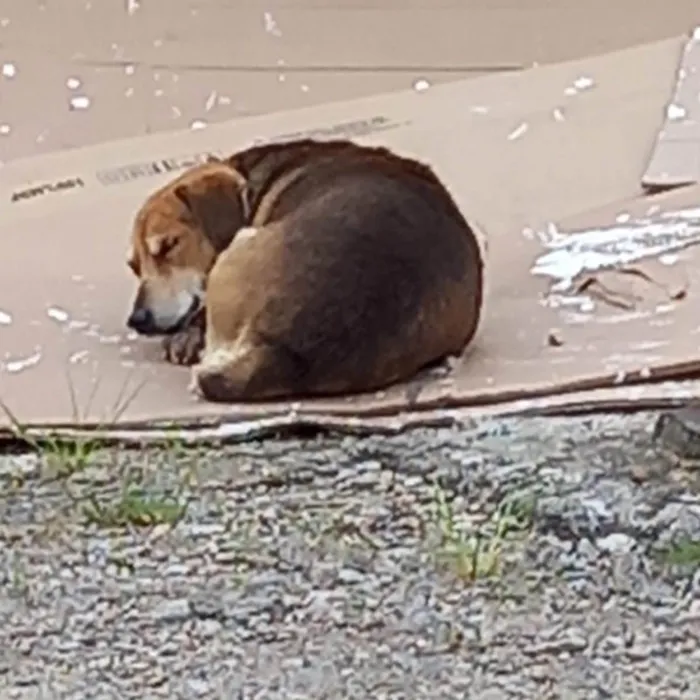 Cachorro ra a  idade 3 anos nome Guri 