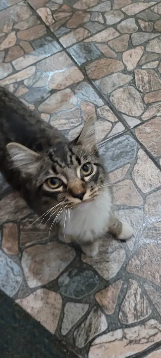 Gato ra a Gato idade  nome Não sei o nome