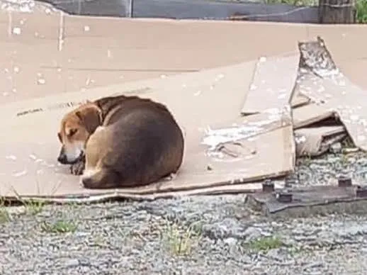 Cachorro ra a  idade 3 anos nome Guri 