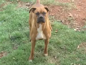 Cachorro raça Boxer idade 4 anos nome Fusca