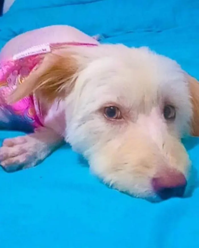 Cachorro ra a  idade 2 anos nome Não sei 