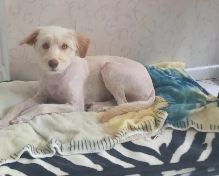 Cachorro ra a  idade 2 anos nome Não sei 