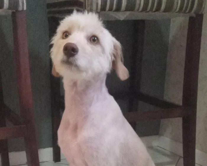 Cachorro ra a  idade 2 anos nome Não sei 