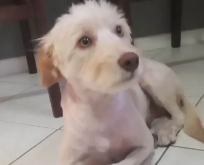 Cachorro ra a  idade 2 anos nome Não sei 