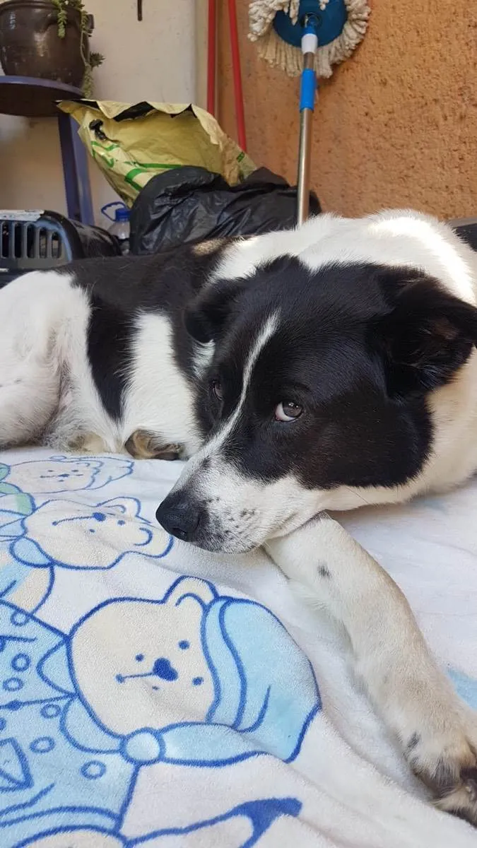 Cachorro ra a Sem raça definida idade 5 anos nome Baby