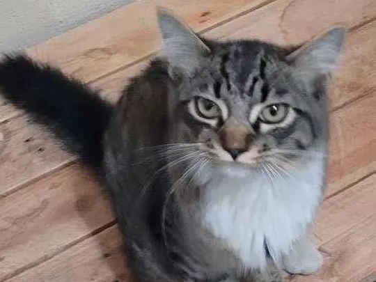 Gato ra a Gato idade  nome Não sei o nome