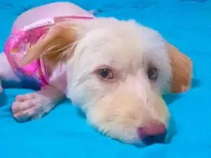 Cachorro raça  idade 2 anos nome Não sei 