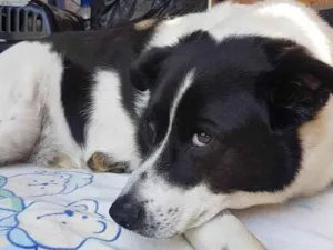 Cachorro raça Sem raça definida idade 5 anos nome Baby