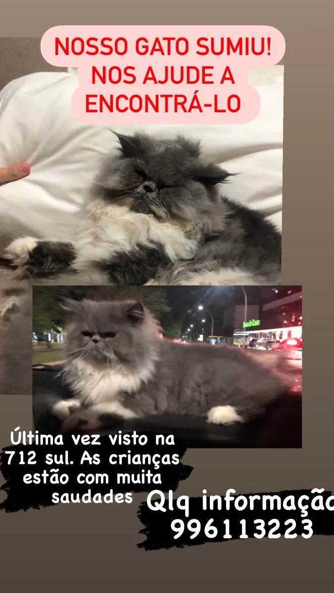 Gato ra a Persa idade 1 ano nome Tom